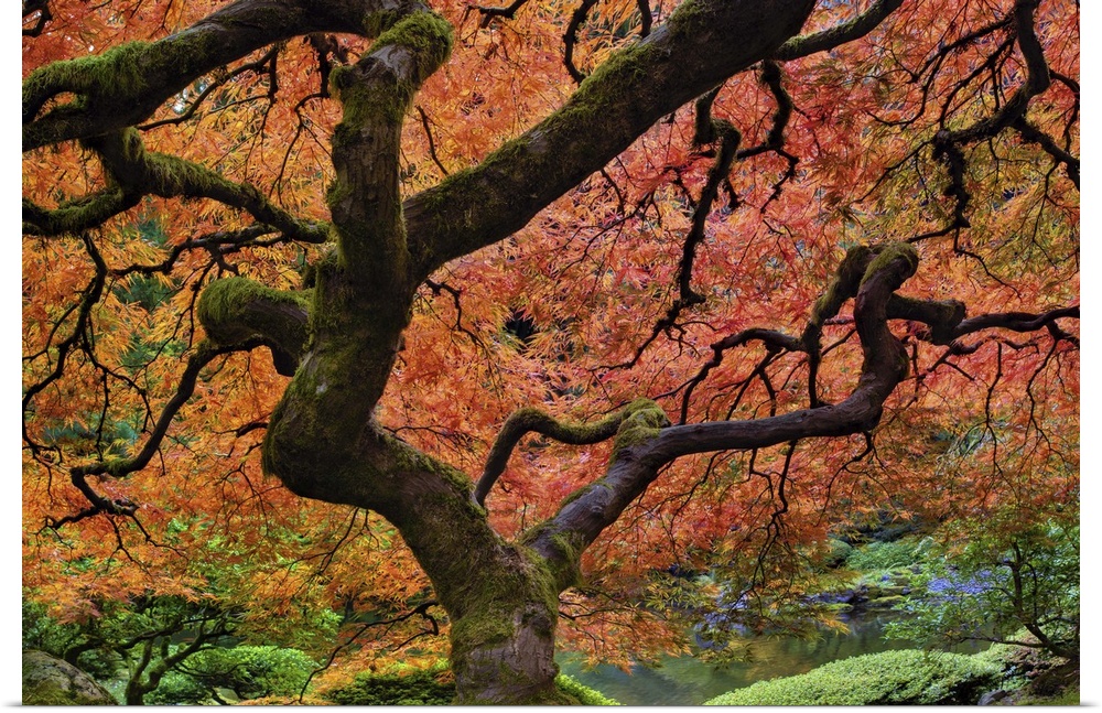 Japanese lace leaf maple tree fall colors at Portland Japanese Garden in Autumn in Portland Oregon.