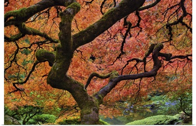 Maple tree at portland Japanese garden in fall