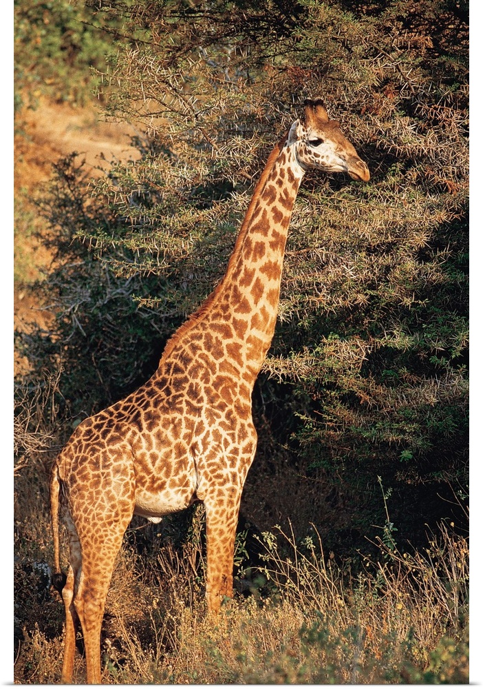 Masai giraffe , Lake Manyara , Tanzania