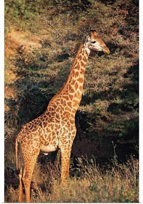 Masai giraffe , Lake Manyara , Tanzania