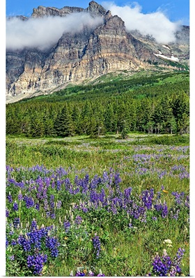 Meadows of many glacier section of Glacier National Park are in full bloom with lupines.