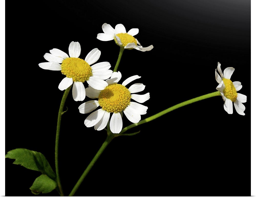 Matricaria chamomilla, Chamomile.Medical plant Chamomile with four small blossoms, on black background.
