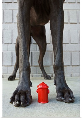 Miniature fire hydrant in between a Great Dane's legs