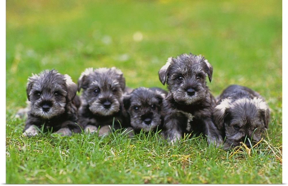 Miniature Schnauzer; is a breed of small dog of the Schnauzer type that originated in Germany in the mid to late 19th cent...