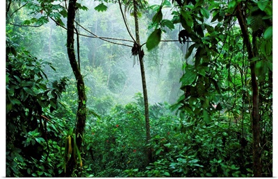 Mist Rising In Rainforest