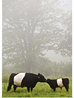 Misty scene of belted galloway cow mothering her baby in flowery pasture.