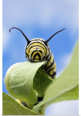 Monarch caterpillar, Nebraska, USA