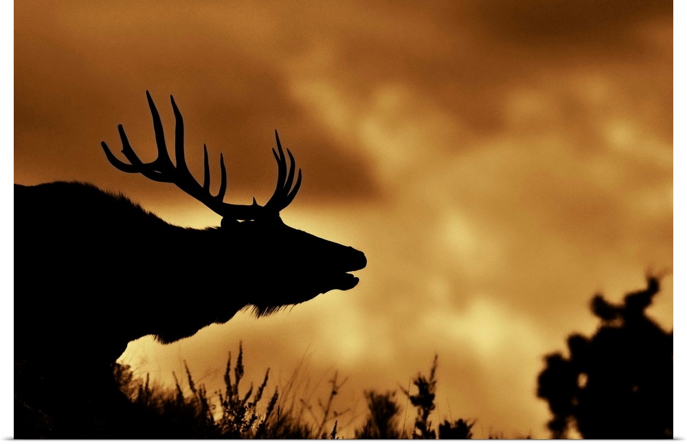 Moose in silhouette with copper colored sunrise. Yellowstone national park.