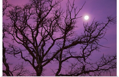 Morning moon over silhouette of bare tree against purple colored sky near Dallas, Texas.