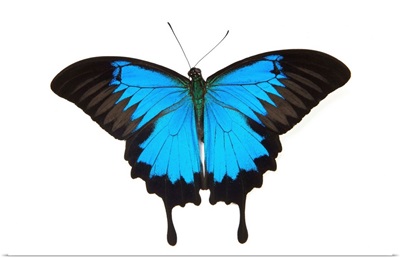 Mountain Blue Swallowtail Butterfly From Australia, Papilio Uysses