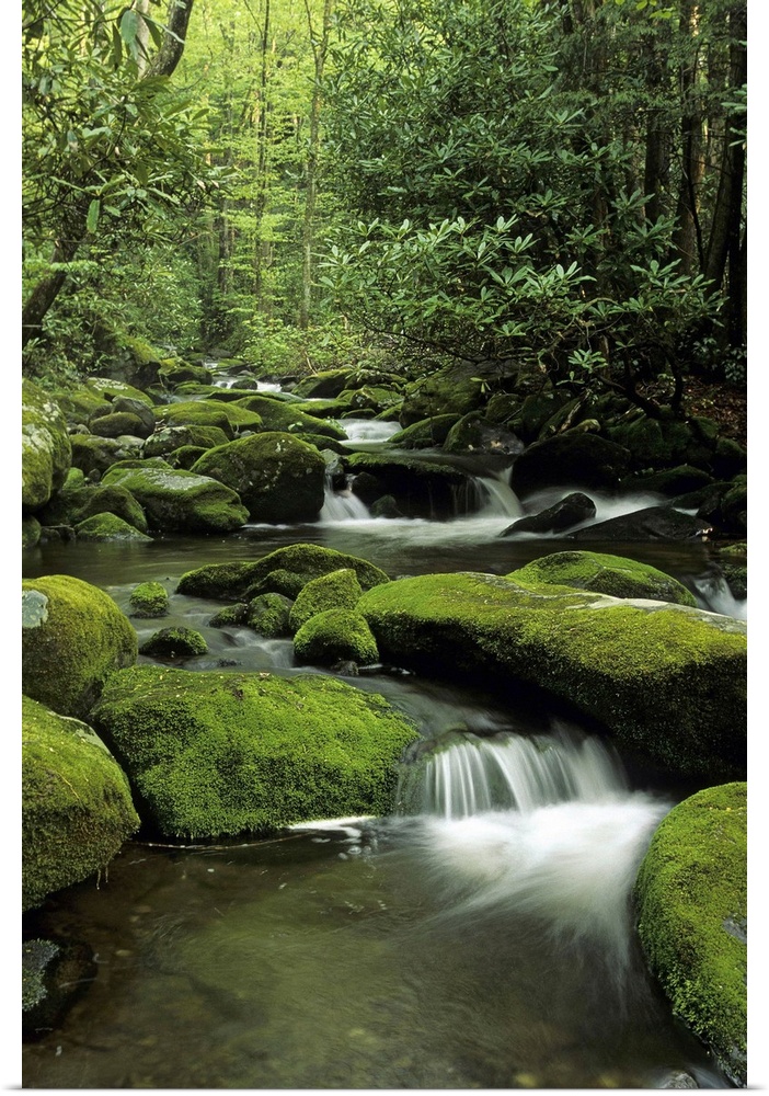 Mountain stream. Great Smoky Mountains National Park. Moss covered boulders and rhododendron. Near the Roaring Fork Motor ...