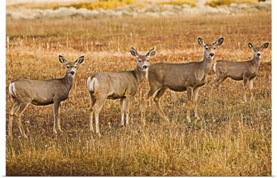 Mule deer (Odocoileus hemionus) standing in a row, Wyoming