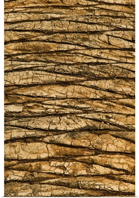 Natural Pattern of a Palm Tree trunk