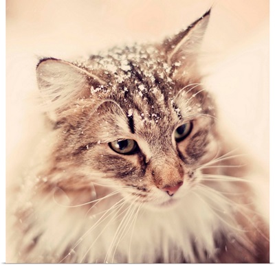 Norwegian Forest Cat enjoying the snow.