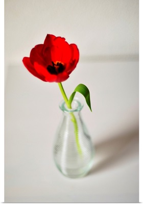 Open red tulip in small glass vase on white table, Netherlands.