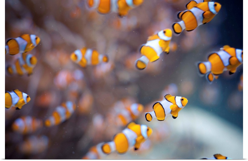 Orange clown fish in water.