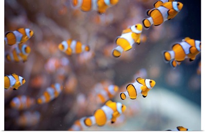 Orange clown fish in water.