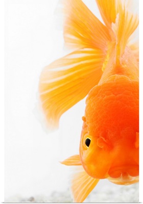 Orange lionhead goldfish (Carassius auratus). Hooded variety of fancy goldfish.