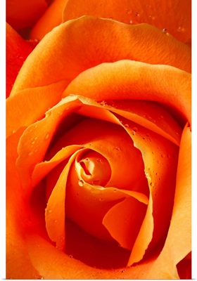 Orange rose close up with dew