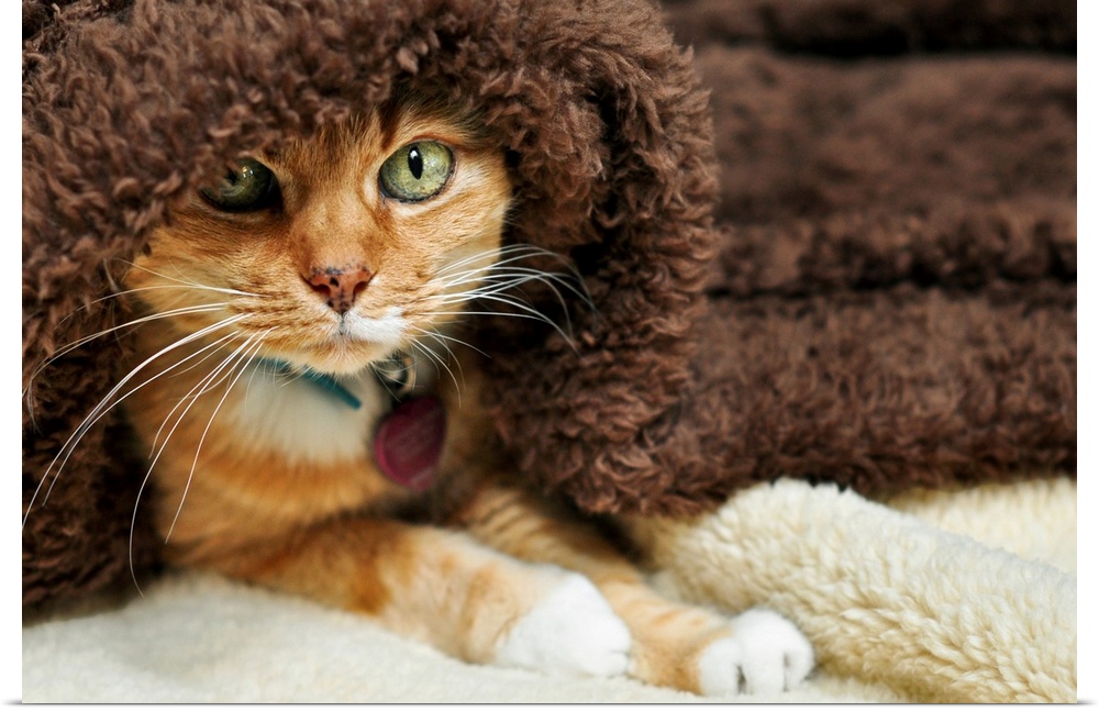 Orange tabby cat peeking out from underneath brown plush blanket.