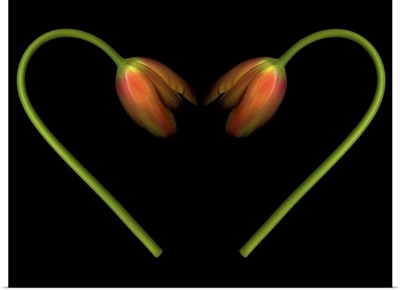 Orange tulips on black background in shape of heart.