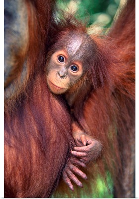 Orangutan And Baby