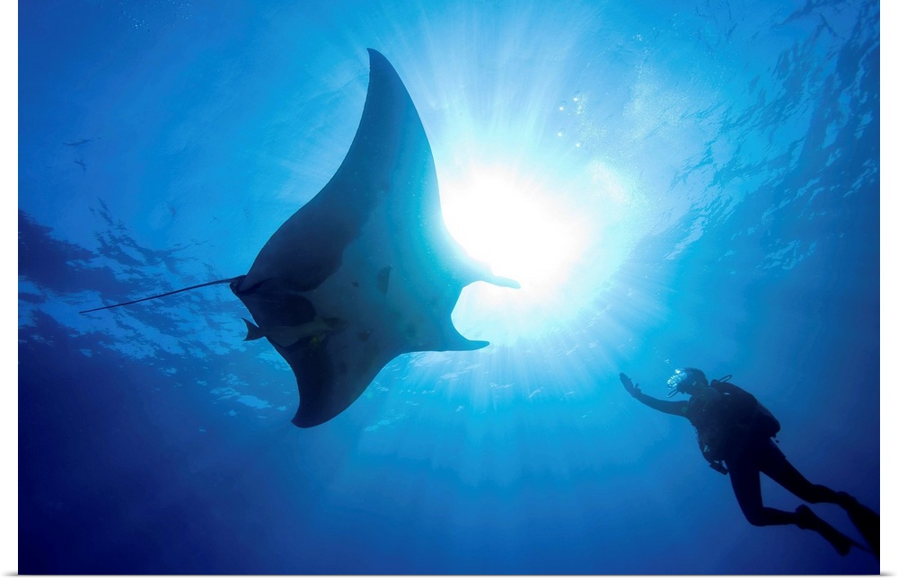 Silhouette as a male scuba diver reaches out to touch a large Pacific manta (Manta hamilton). These large mantas are frequ...