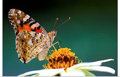 Painted Lady Vanessa cardui with  Zinnia flower.