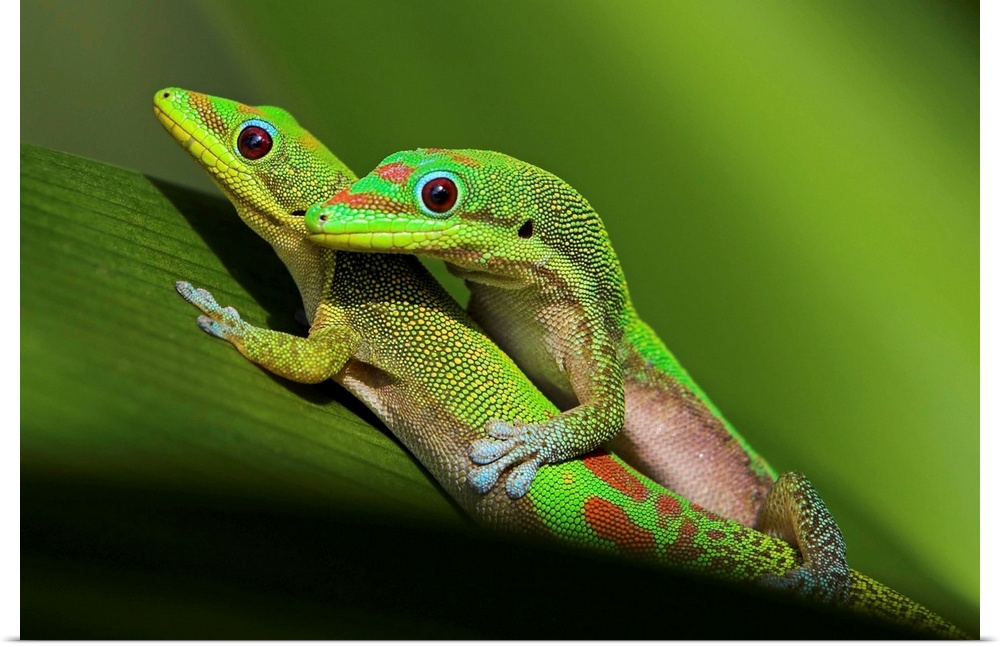 Pair of mating green geckos on spider lily leaf.