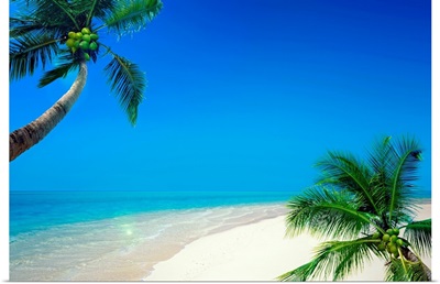 Palm trees and sea