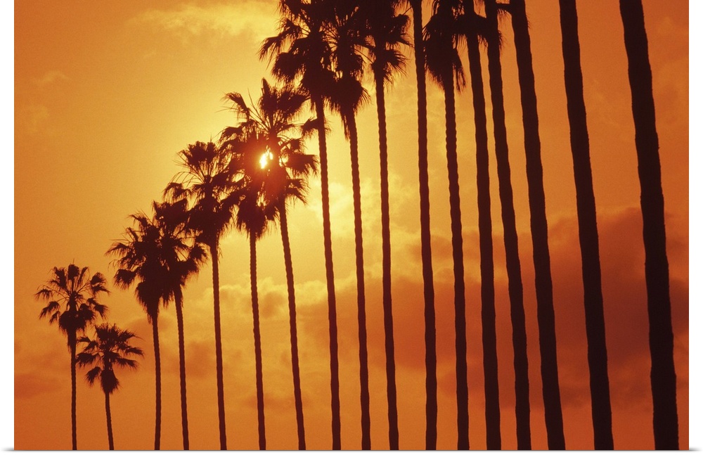 Palm trees at sunset, San Diego