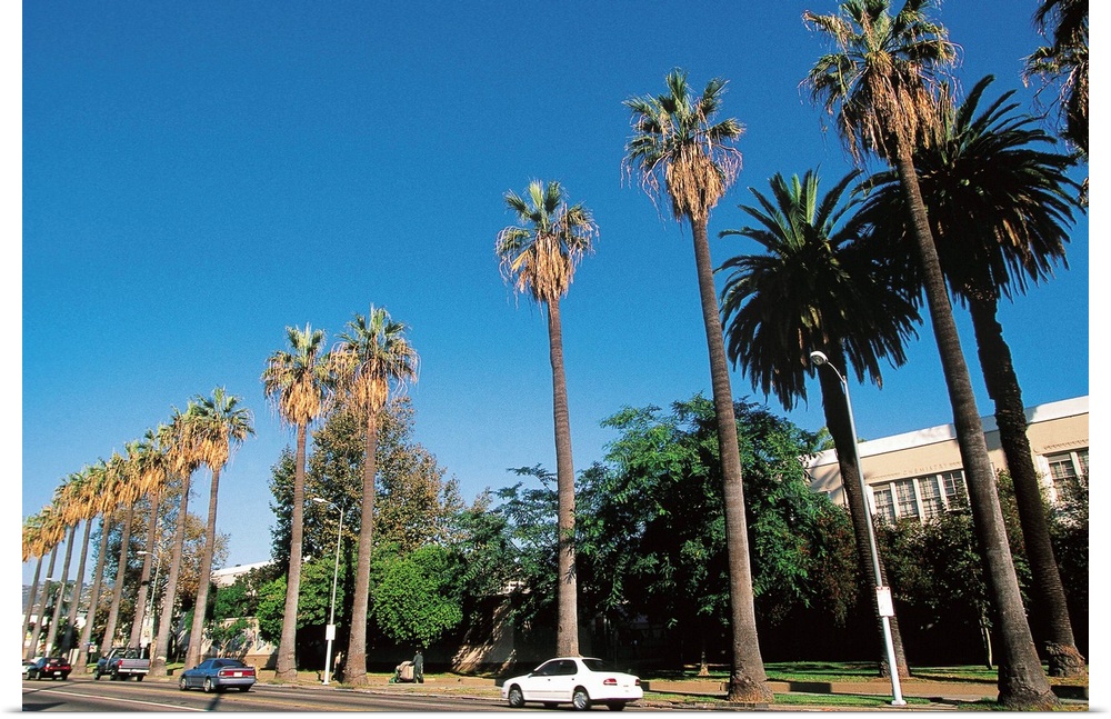 Palm trees on street , Los Angeles , California , USA