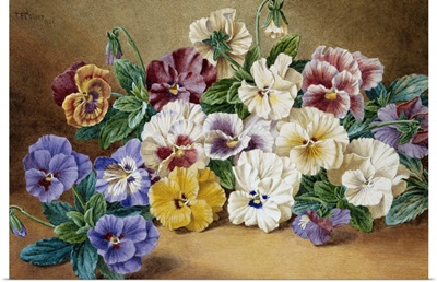 Pansies By Thomas Frederick Collier