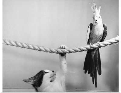 Parrot Perched On Rope, Cat Below