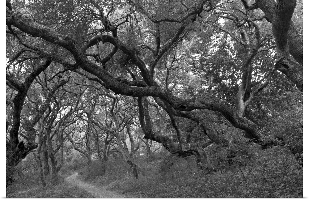Path thru oak tree grove in Andrew Molera State Park.