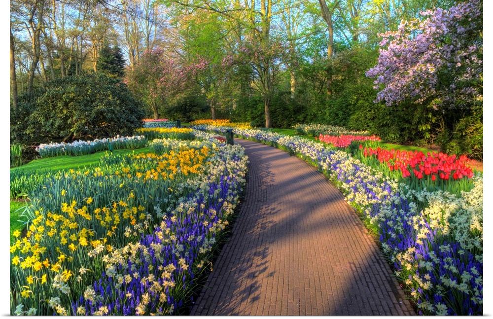 Springtime colors and pathway in Kuekenhof gardens with Hyacinths, Daffodils, Tulips Holland (Netherlands)
