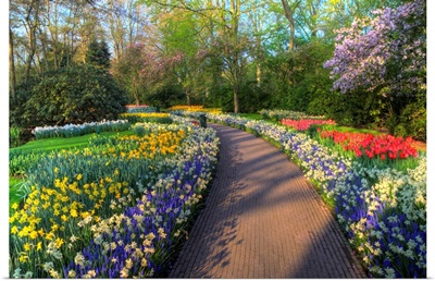 Pathway In Kuekenhof Gardens With Hyacinths, Daffodils, Tulips, Holland