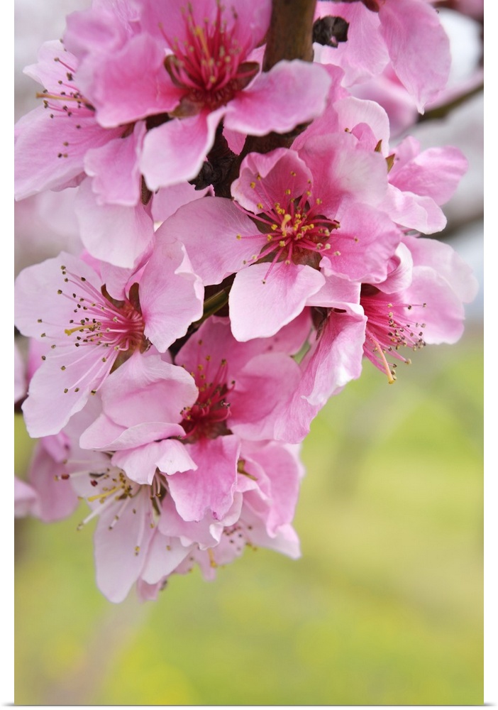 Close up of pink flowers on a branch of peach tree with copy space