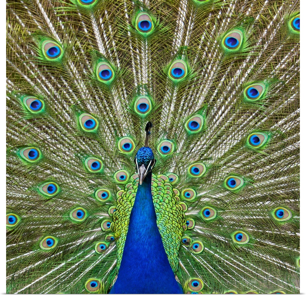 Peacock showing its feathers, as part of a mating ritual