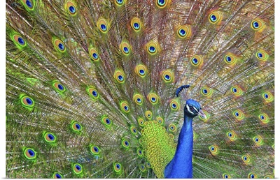 Peacock showing its feathers, Texas, US.