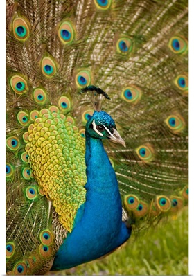 Peacock strutting