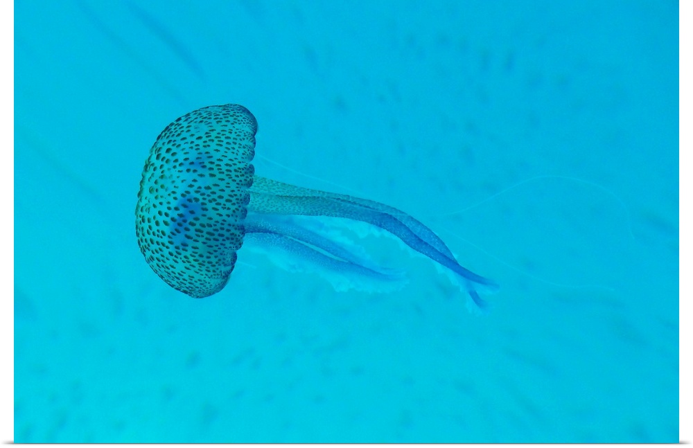 Pelagia noctiluca     jellyfish taken underwater in Mediterranean sea.