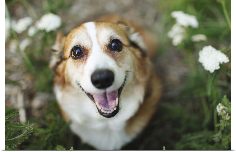 A happy looking Welsh Corgi sitting on the ground amongst white flowers and greenery smiles up at the camera.