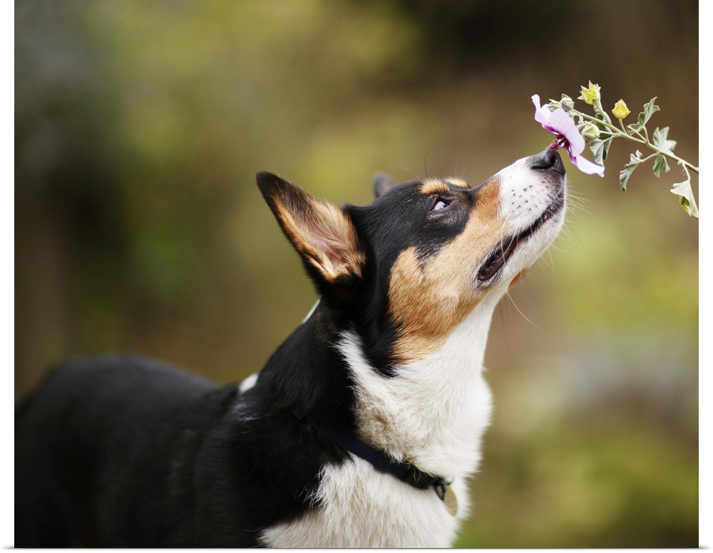 A Welsh Corgi dog intently smells a single flower against a diffuse green background.