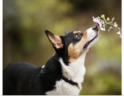 Pembroke Welsh Corgi Dog Sniffing a Flower