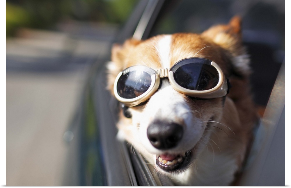 A Welsh Corgi wearing goggles sticks its head out of a car window during a car ride on a sunny day.
