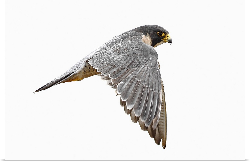 peregrine falcon bird on white background due to overcast weather.