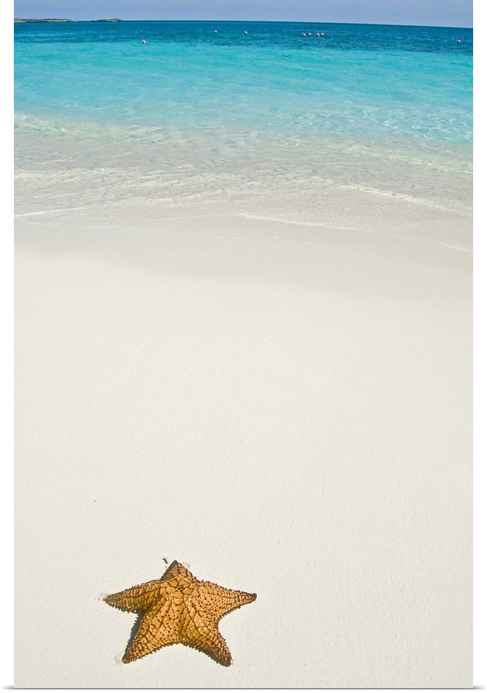 Vertical panoramic photograph of starfish in the sand with the ocean in the distance under a cloudy sky.