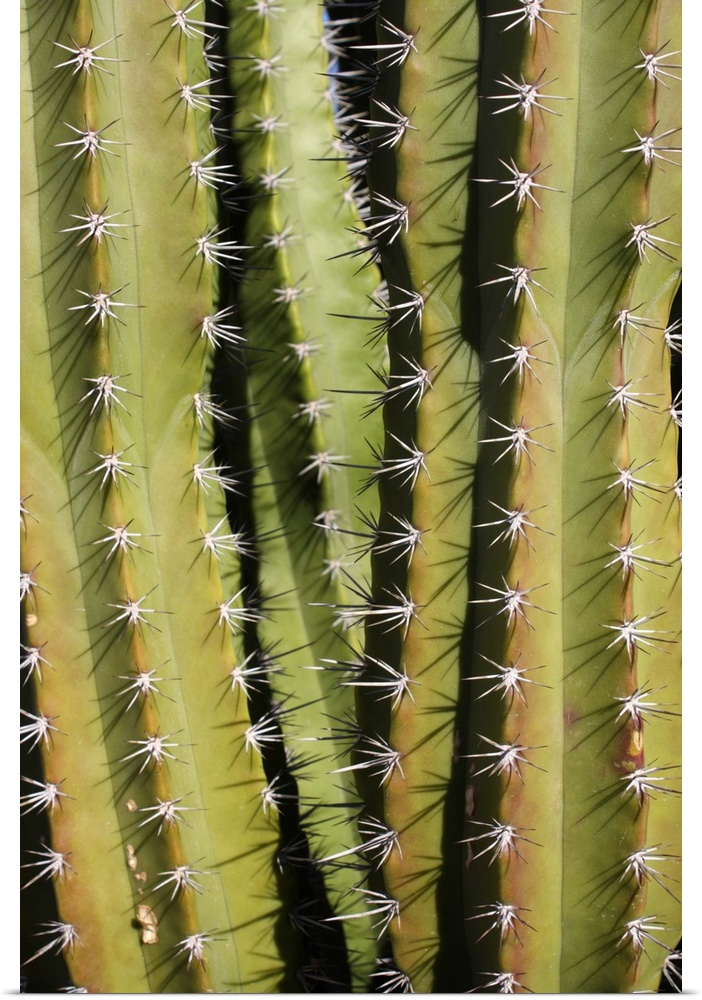 Full frame texture image of cactus plant, scientific name Cereus peruvianus.  Common name Peruvian torch.