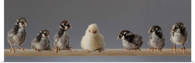 Pet Chicks on a Perch
